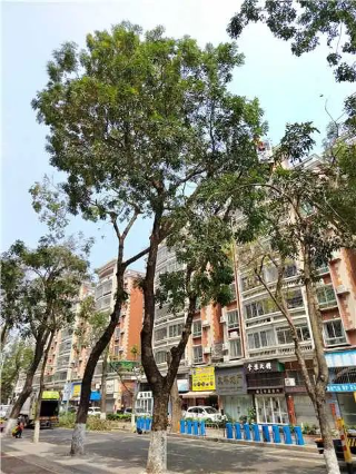 轉(zhuǎn)存圖片