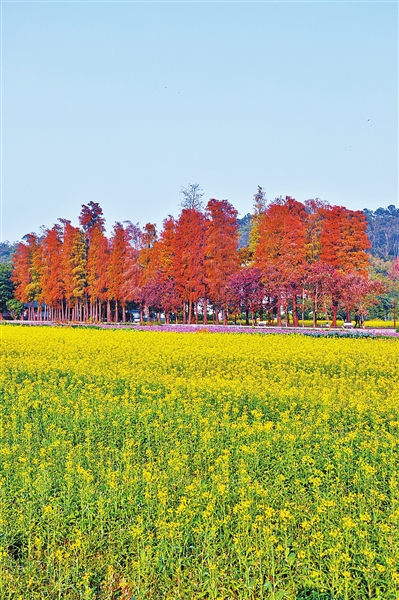 蓮江村油菜花海。.jpg