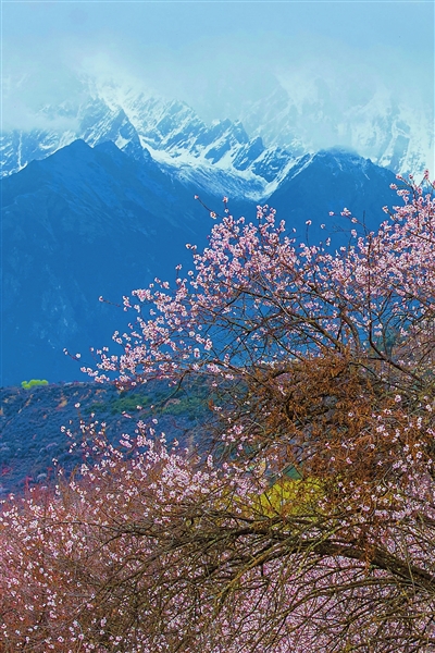 2024年4月，雪山峽谷桃林相得益彰。.jpg